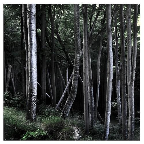 Obrázek - Forest