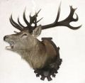 Obrázek - Myslivecké trofeje