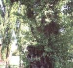 Obrázek - Památné stromy Strakonicka