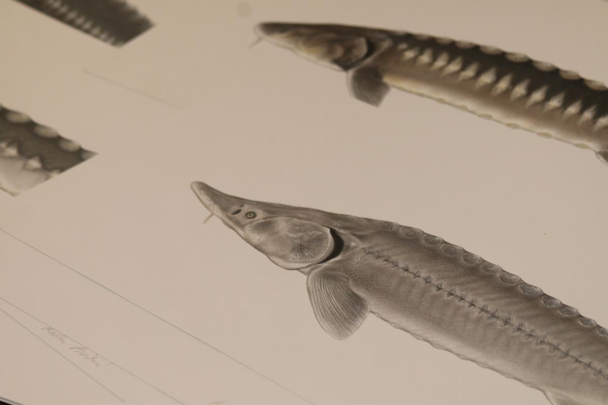 Fotografie z vernisáže výstavy Ryby v obrazech