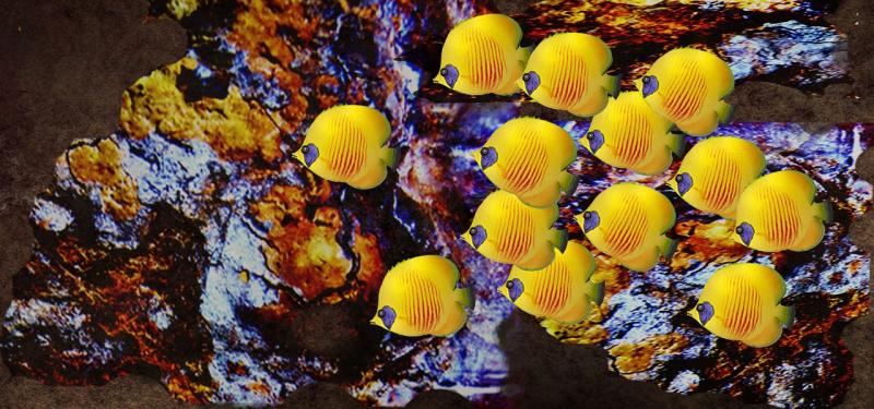Obrázek - Svět korálových útesů