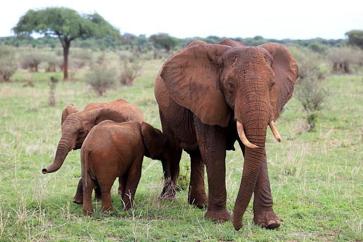 Plakát - Tanzanie – nejúžasnější safari